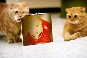 Dos gatitos junto a tu fotografia