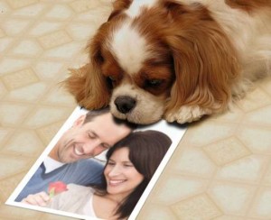 Fotomontaje con un perrito